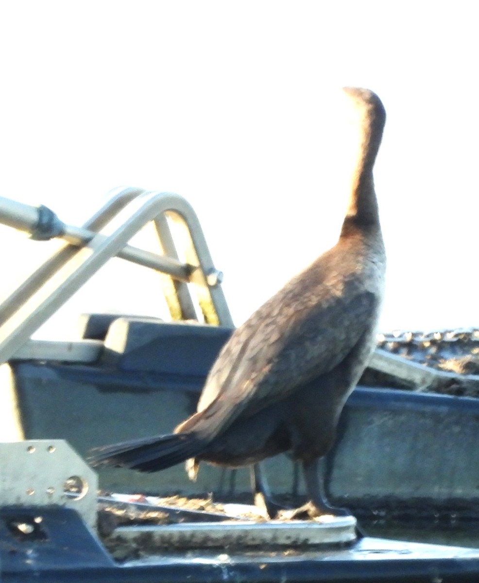 Cormorán Orejudo - ML638946865
