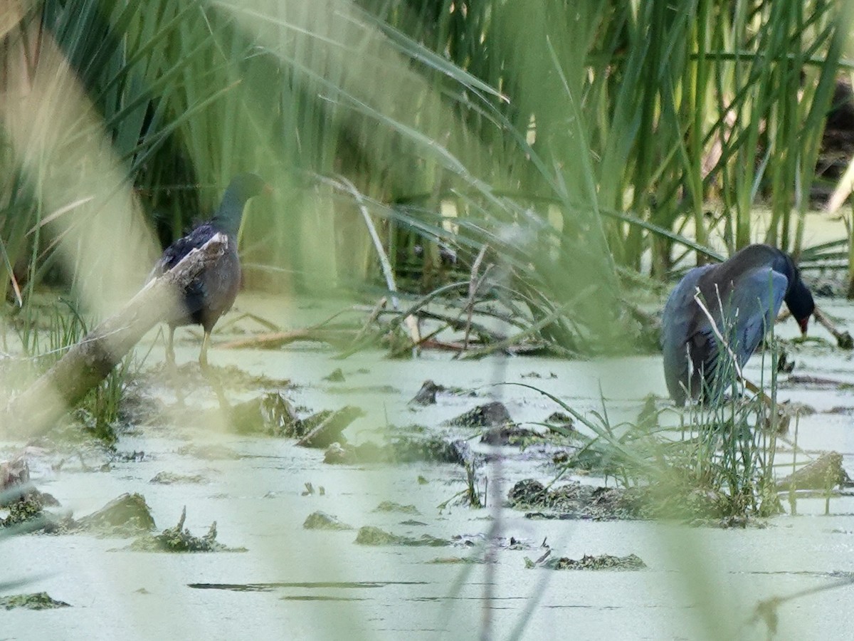Purple Gallinule - ML638946875