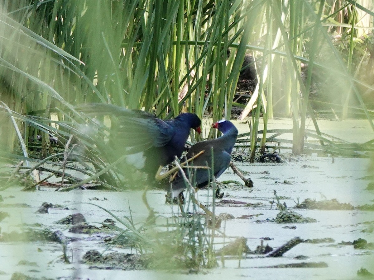 Purple Gallinule - ML638946876