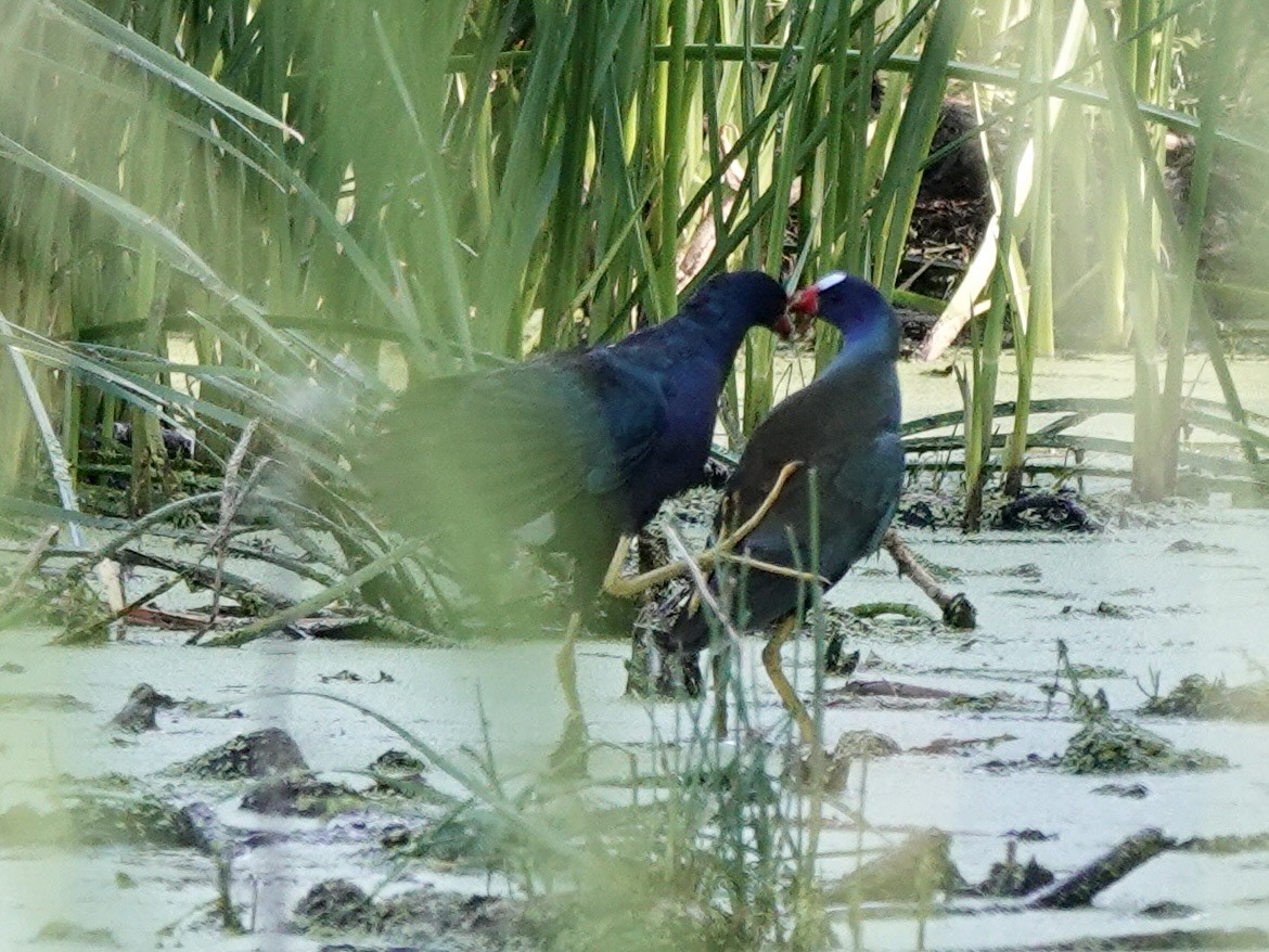 Purple Gallinule - ML638946879