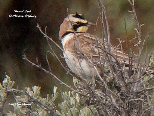 Horned Lark - ML638946915