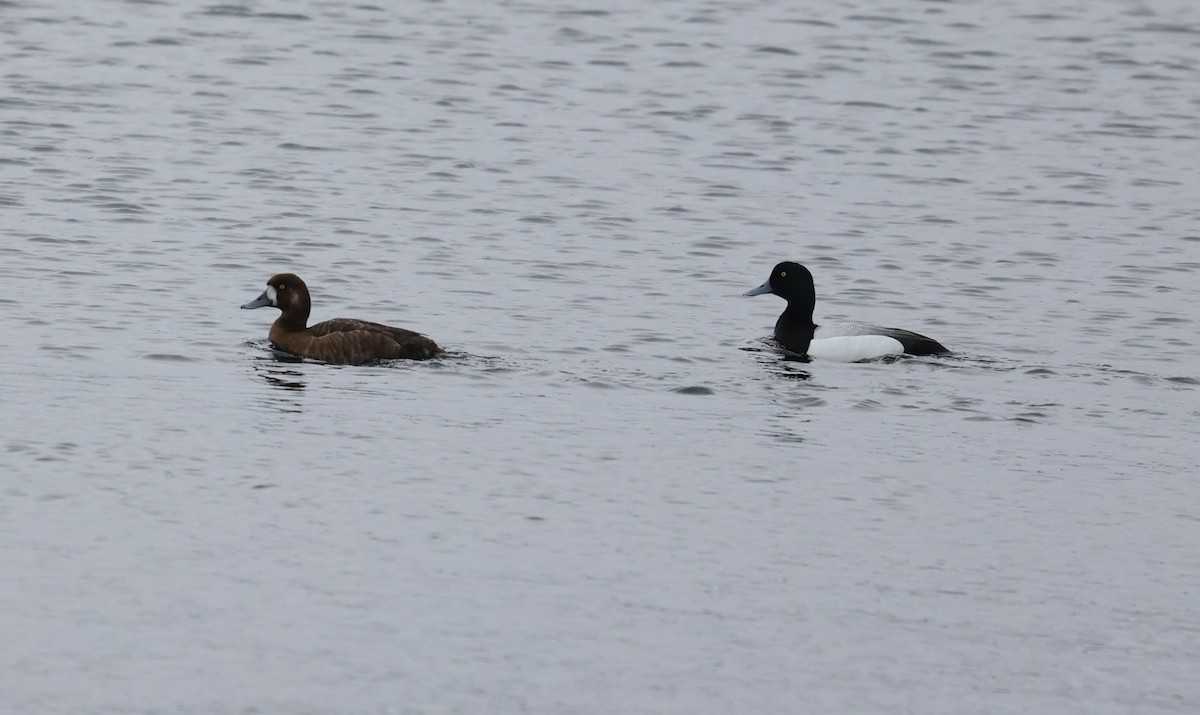 Greater Scaup - ML638946932