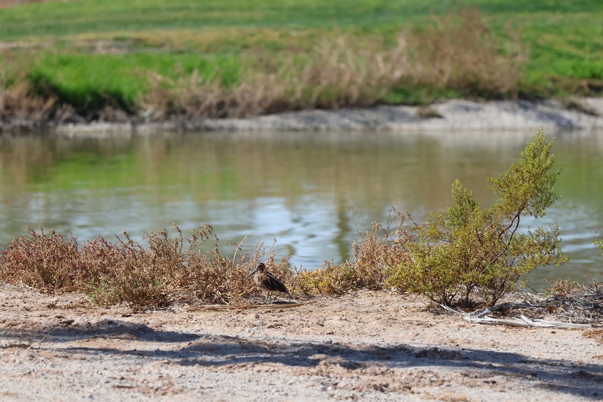 Wilson's Snipe - ML638946961