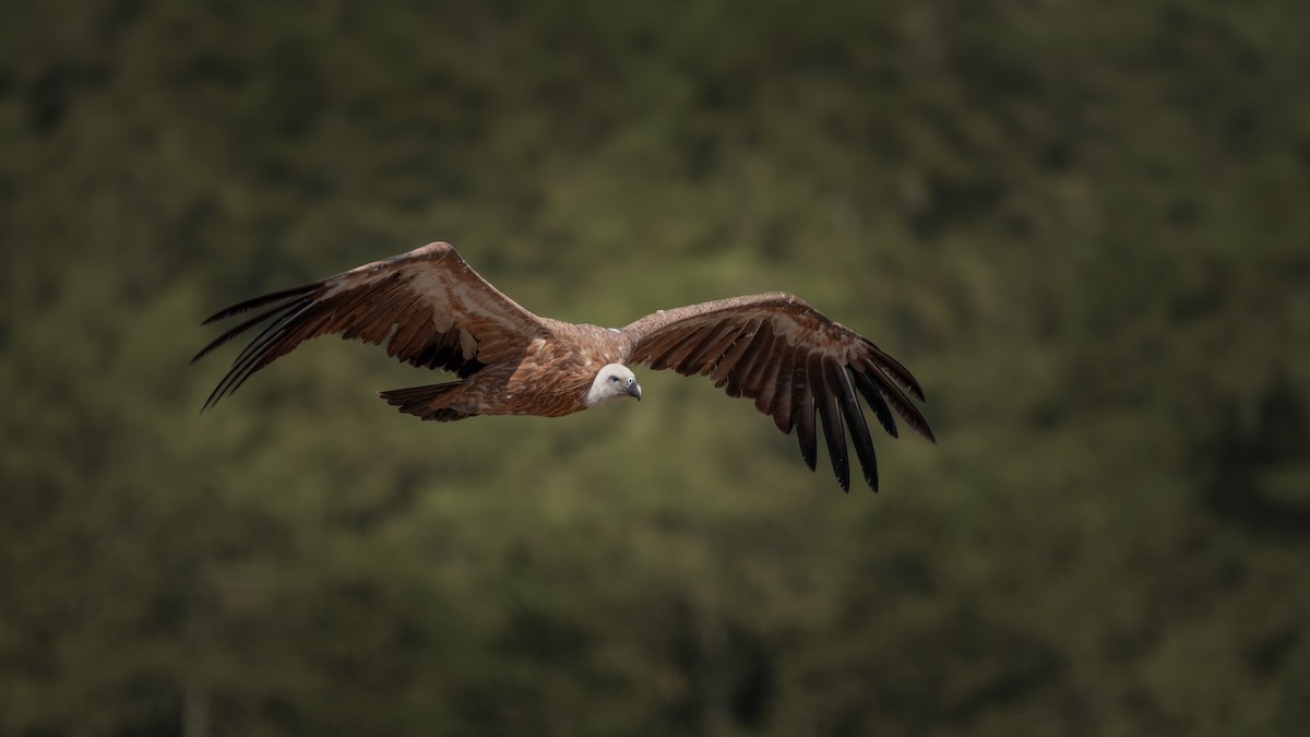 Eurasian Griffon - ML638946982