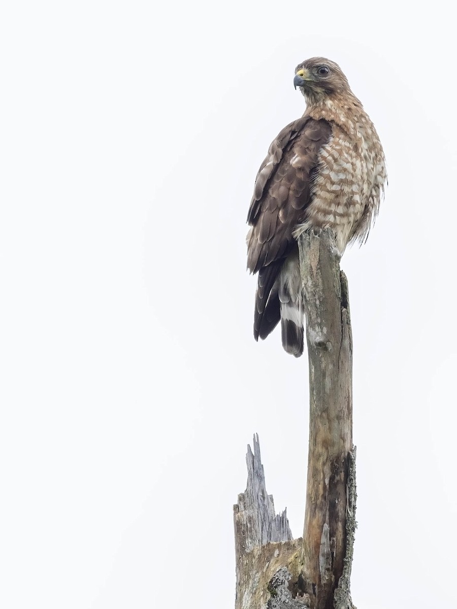 Broad-winged Hawk - ML638946993