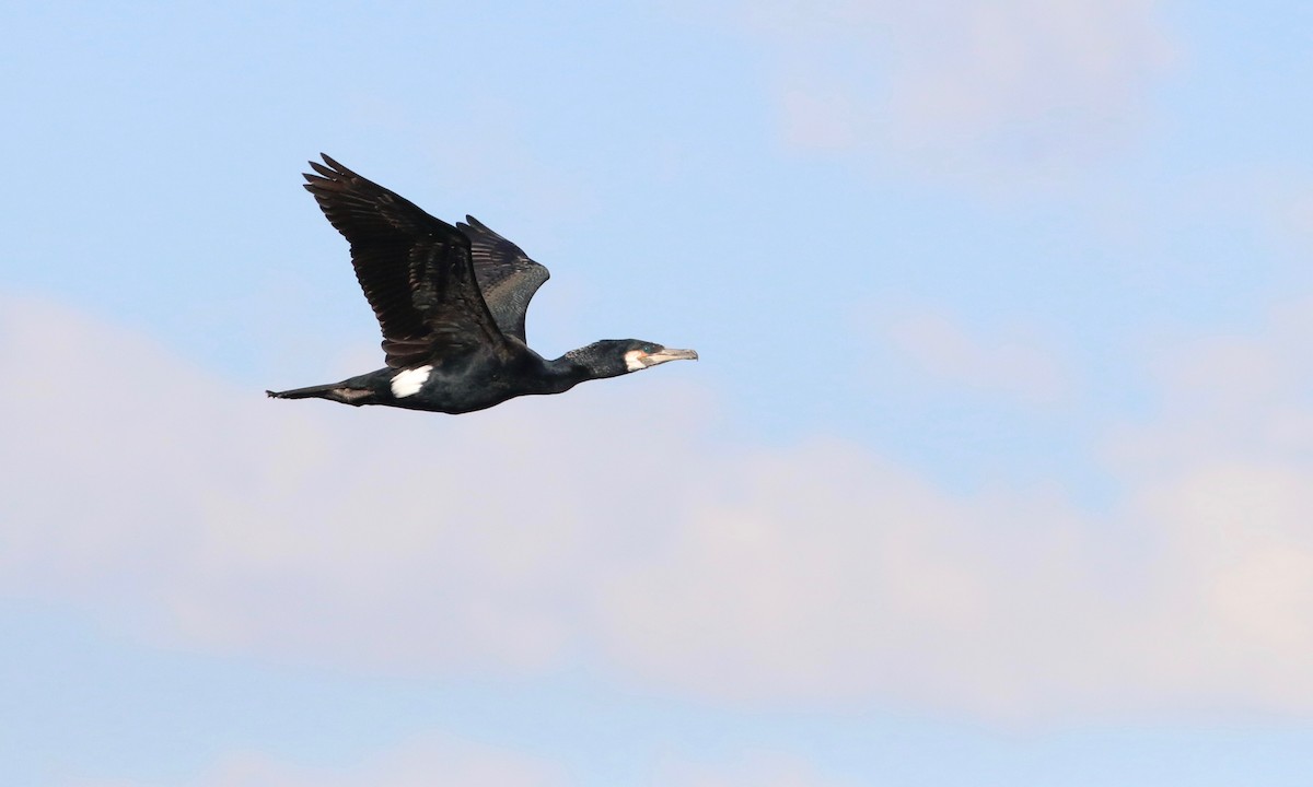 Great Cormorant - Keenan Yakola