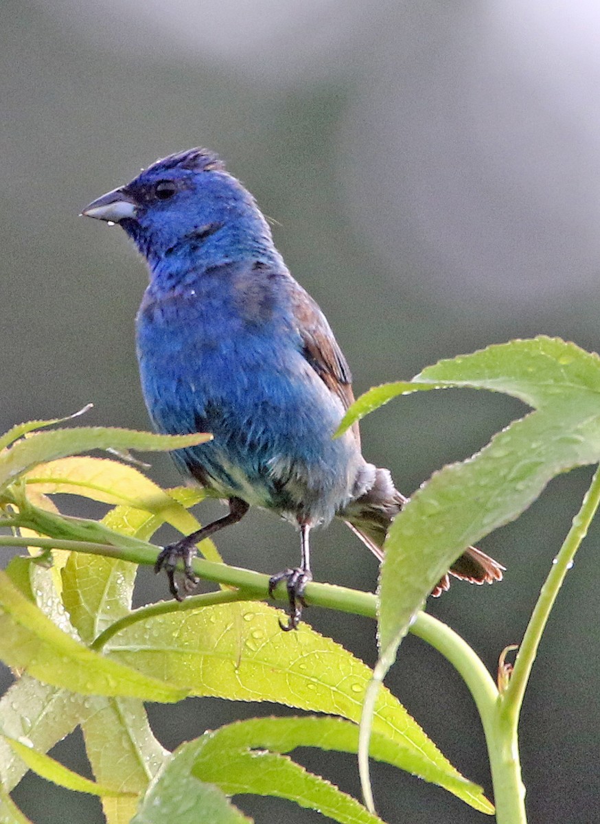 Indigo Bunting - ML638947016