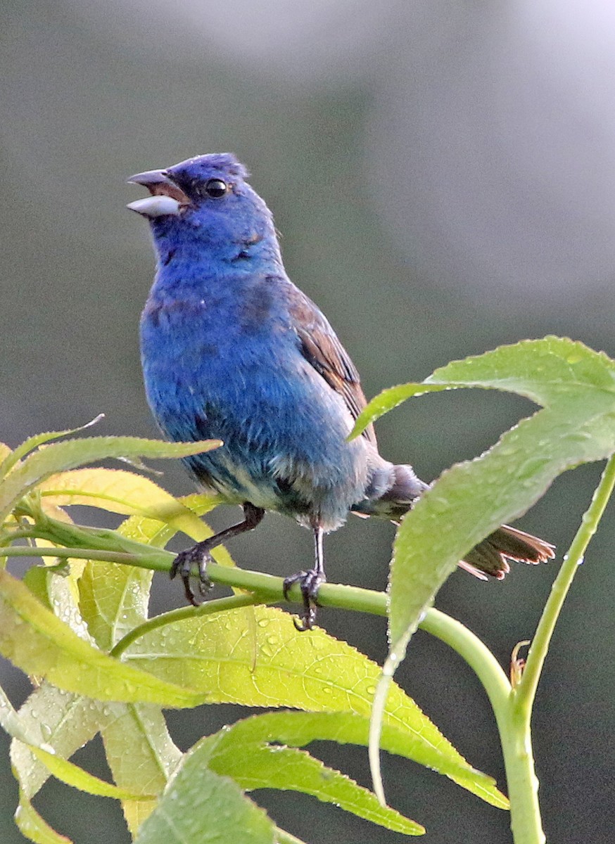Indigo Bunting - ML638947017
