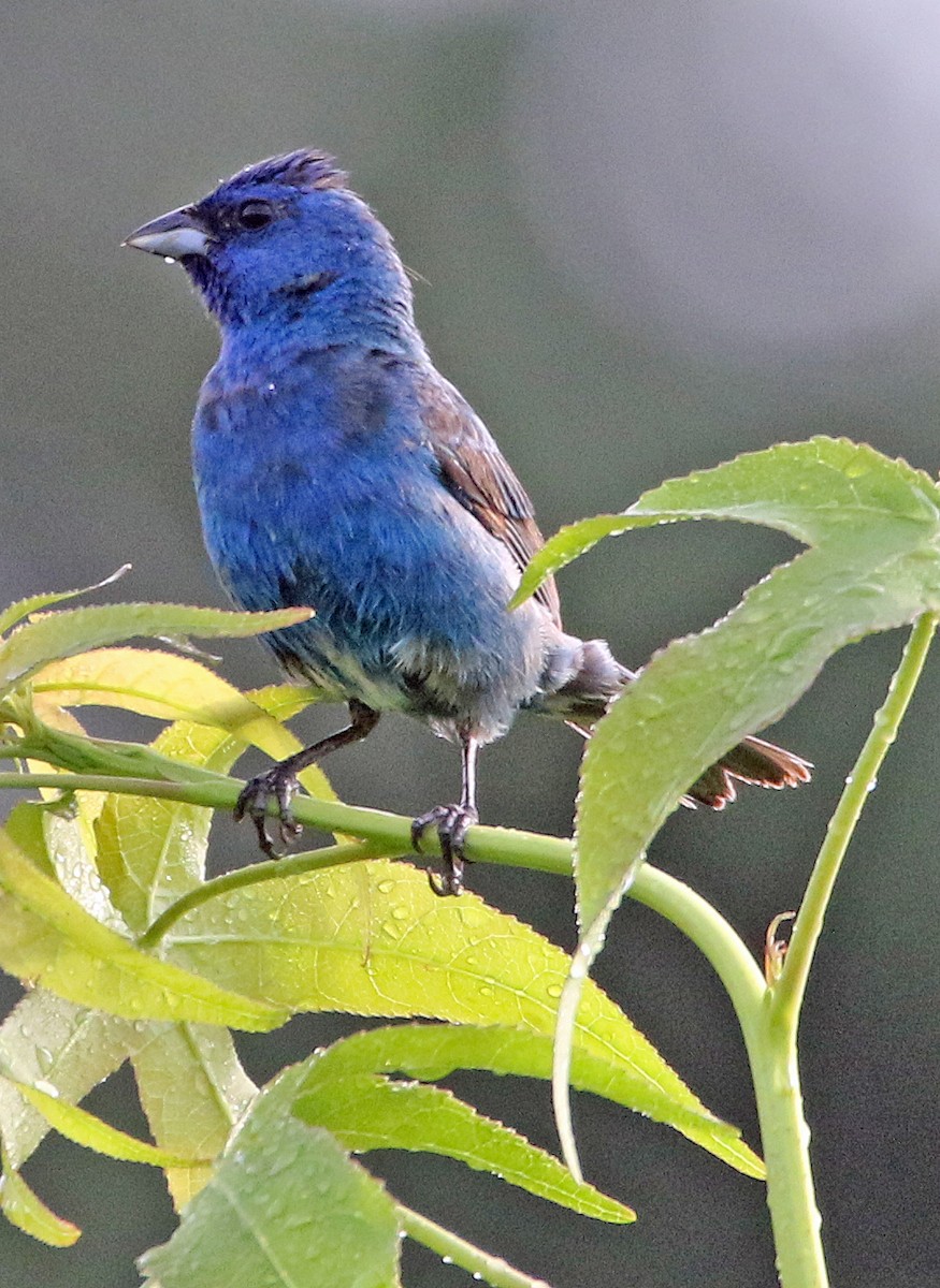 Indigo Bunting - ML638947021