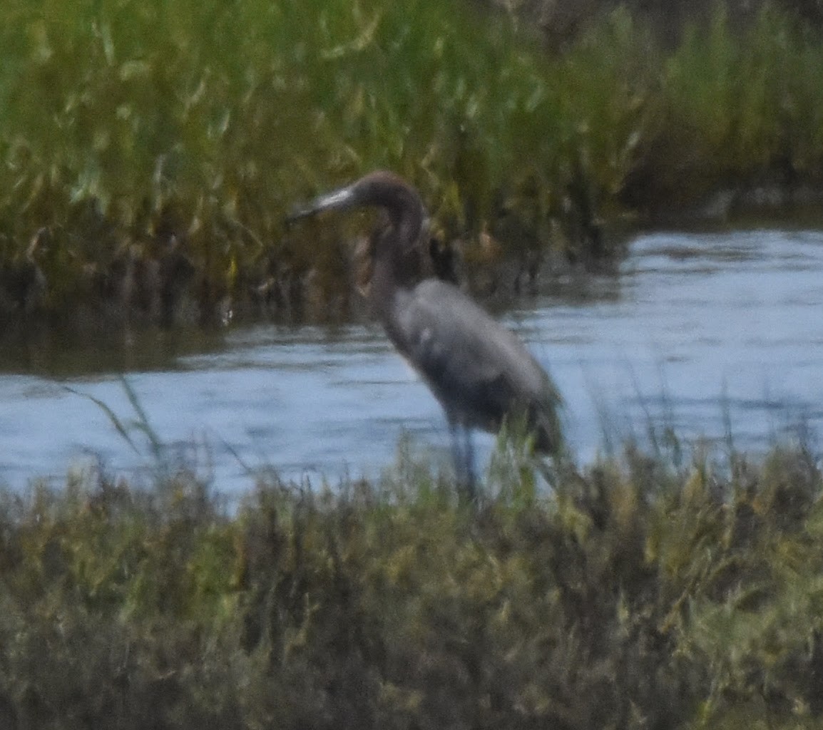 Reddish Egret - ML638947025