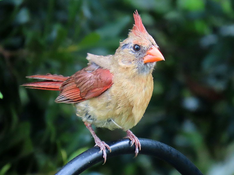 Cardinal rouge - ML638947028