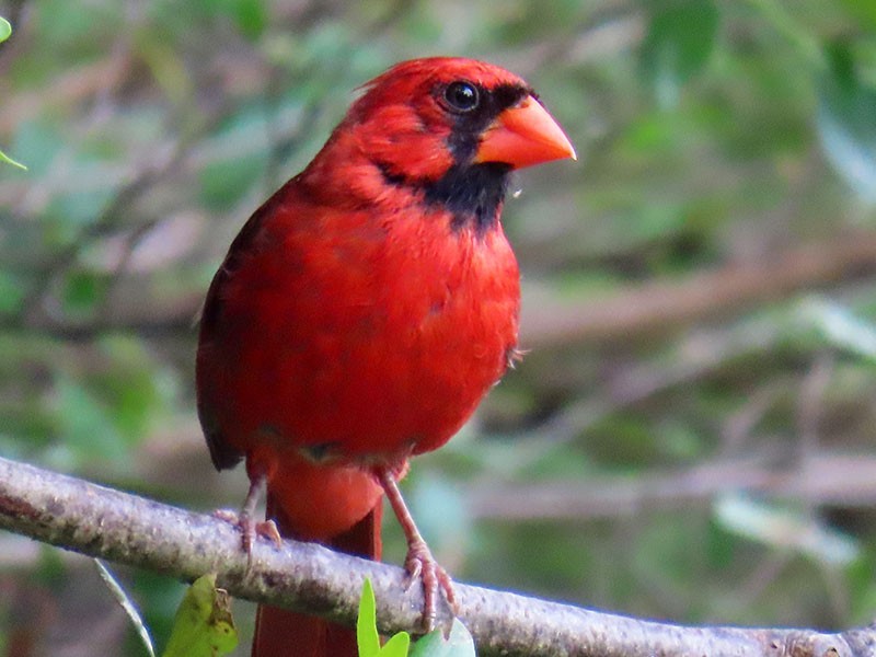 Cardinal rouge - ML638947029