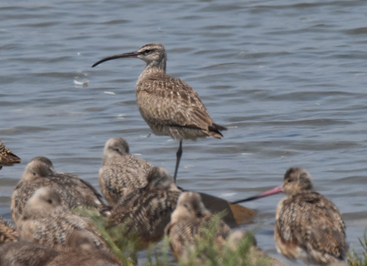 Kurlinta bekainduna (hudsoniarra) - ML638947047