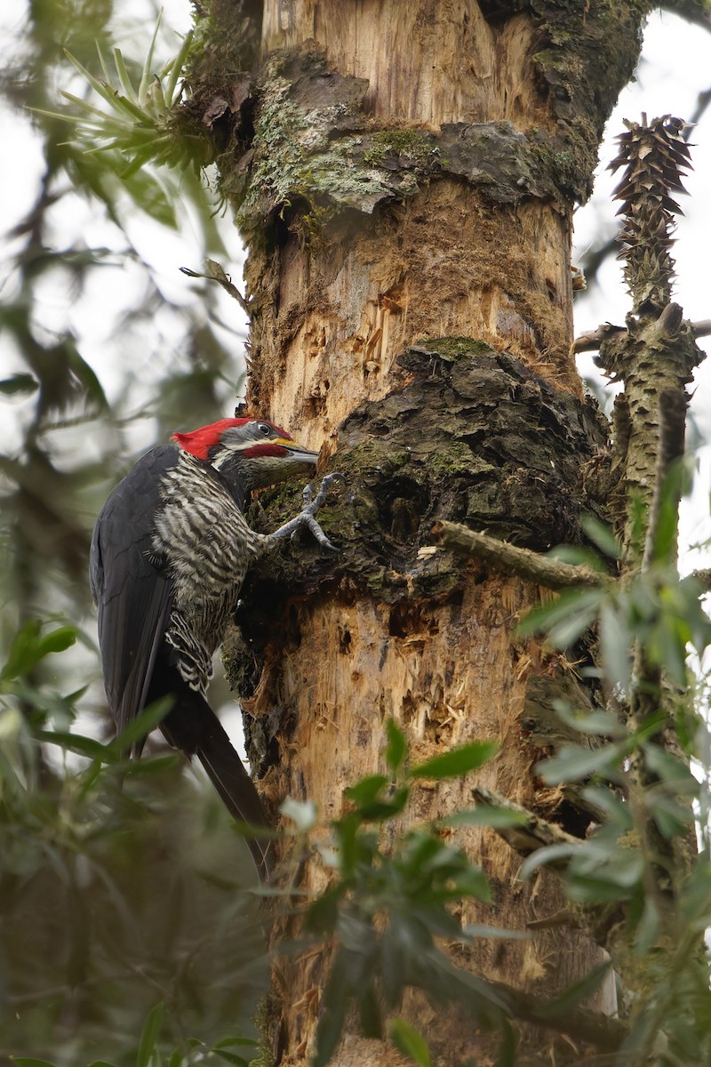 Lineated Woodpecker - ML638947077