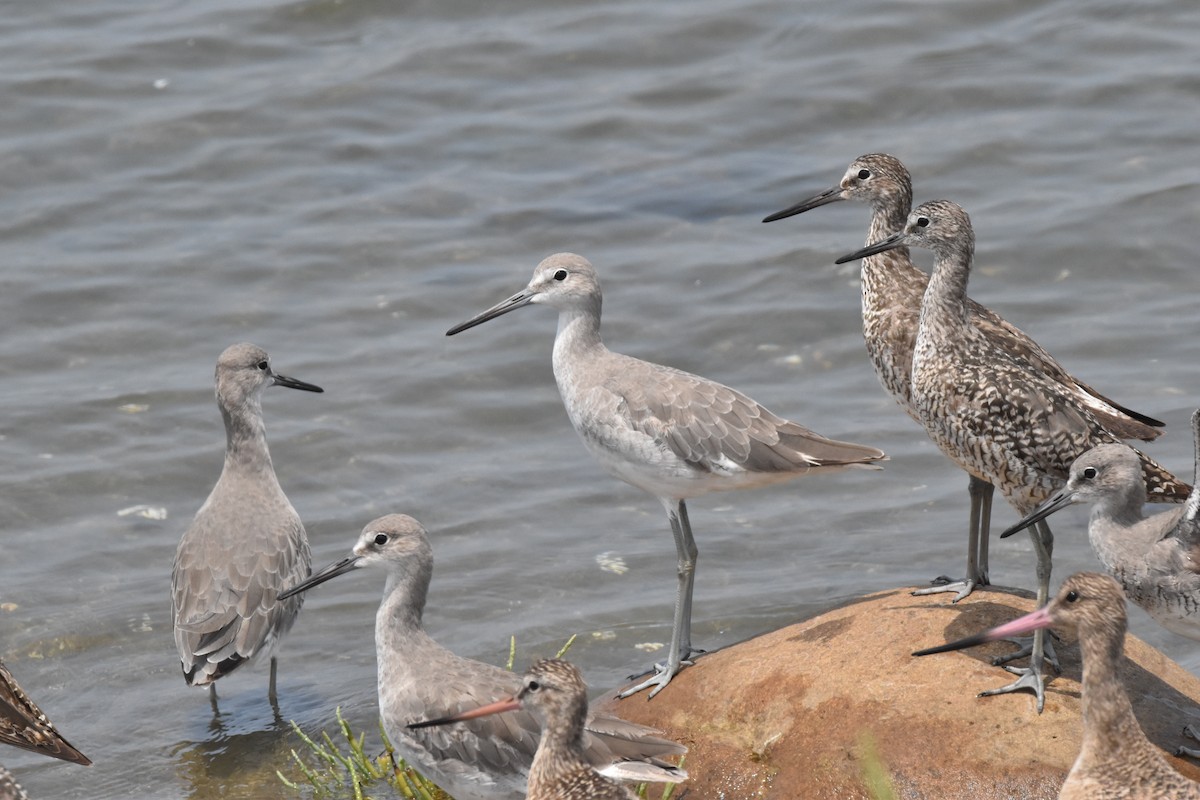 Willet (Western) - ML638947078