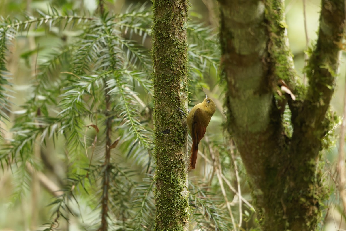 Olivaceous Woodcreeper - ML638947083