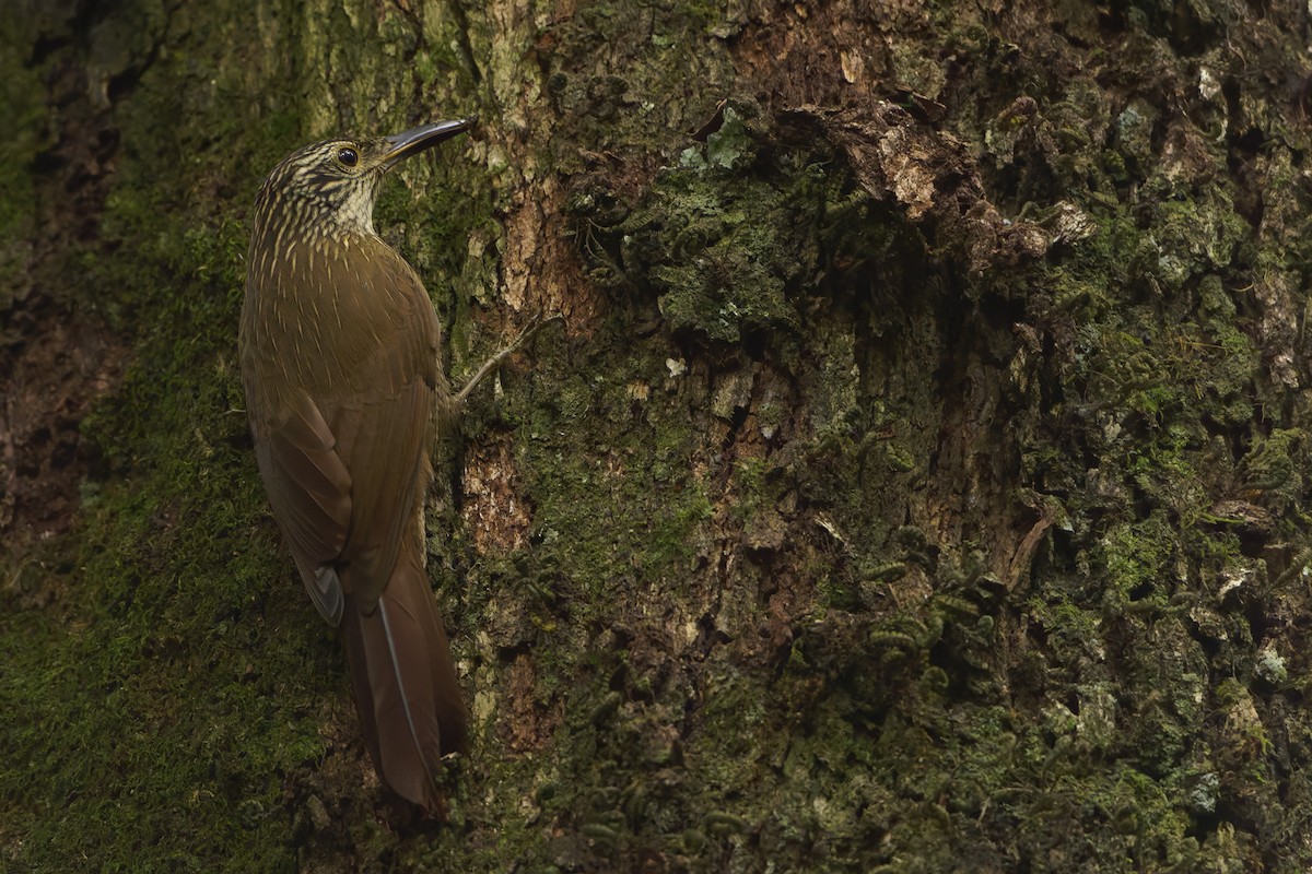 Planalto Woodcreeper - ML638947088