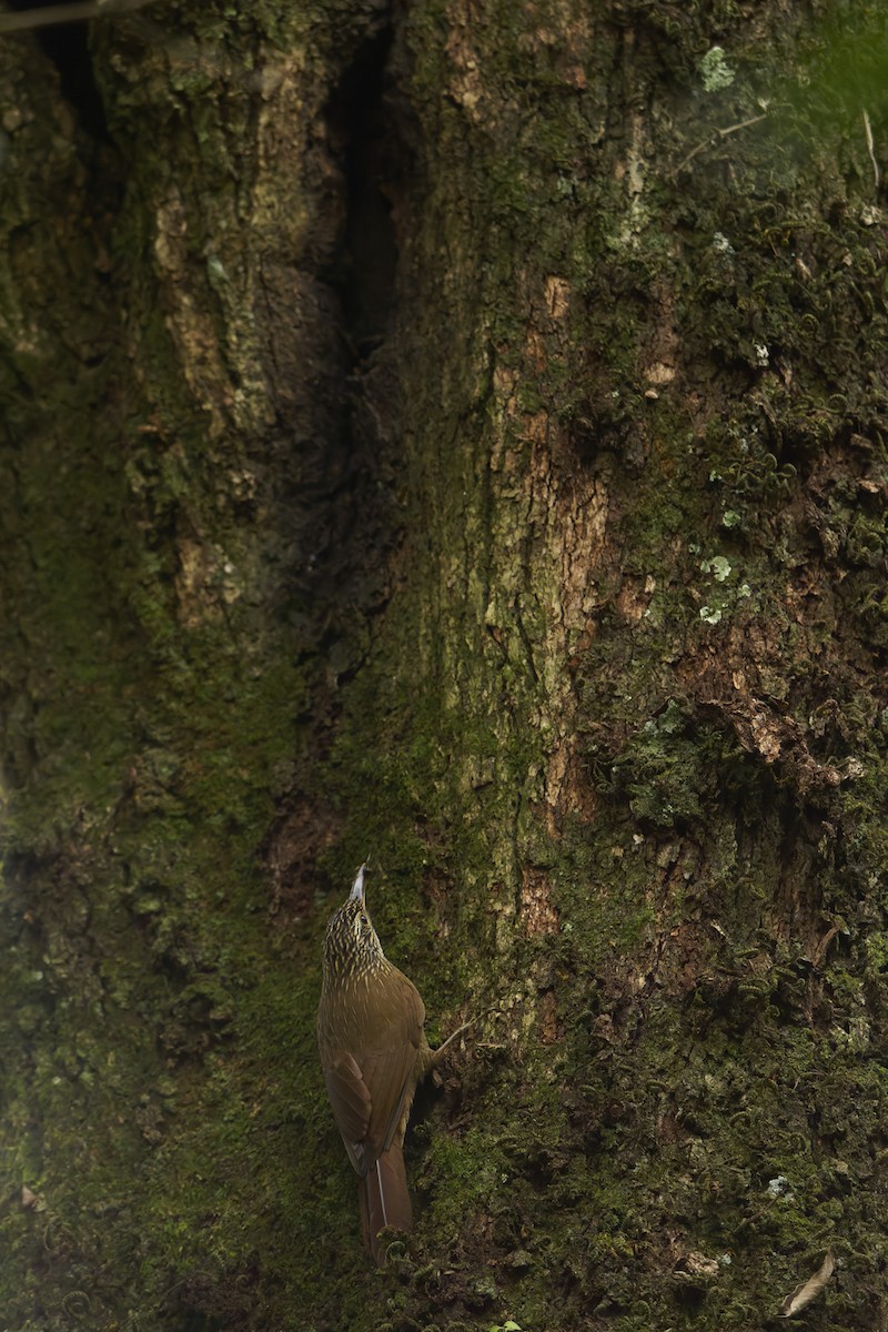 Planalto Woodcreeper - ML638947092