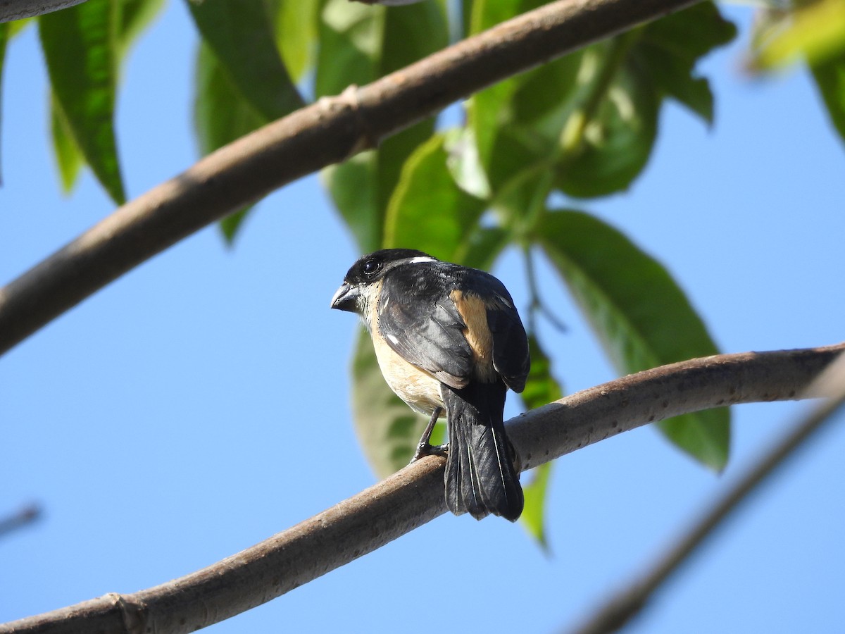 Cinnamon-rumped Seedeater - ML638947093