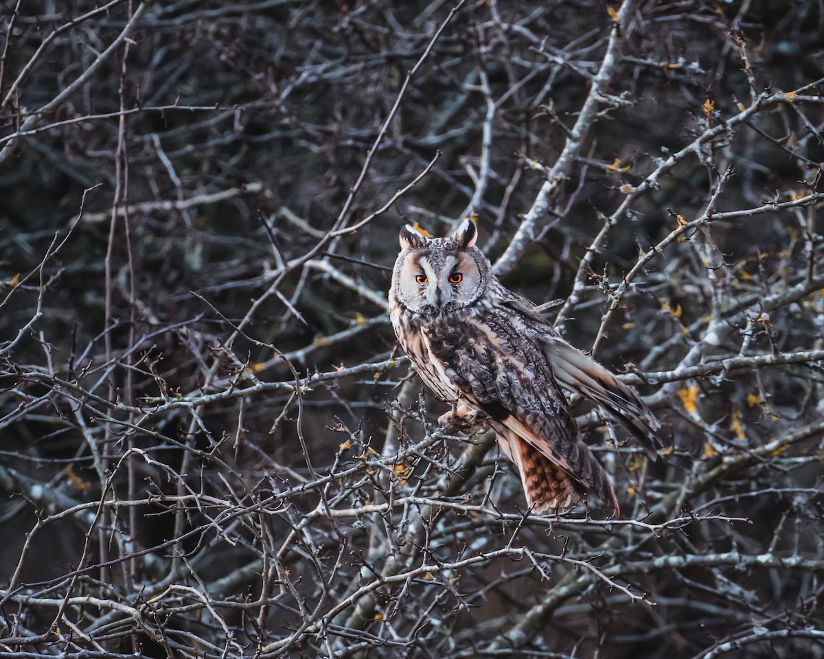 Long-eared Owl - ML638947094