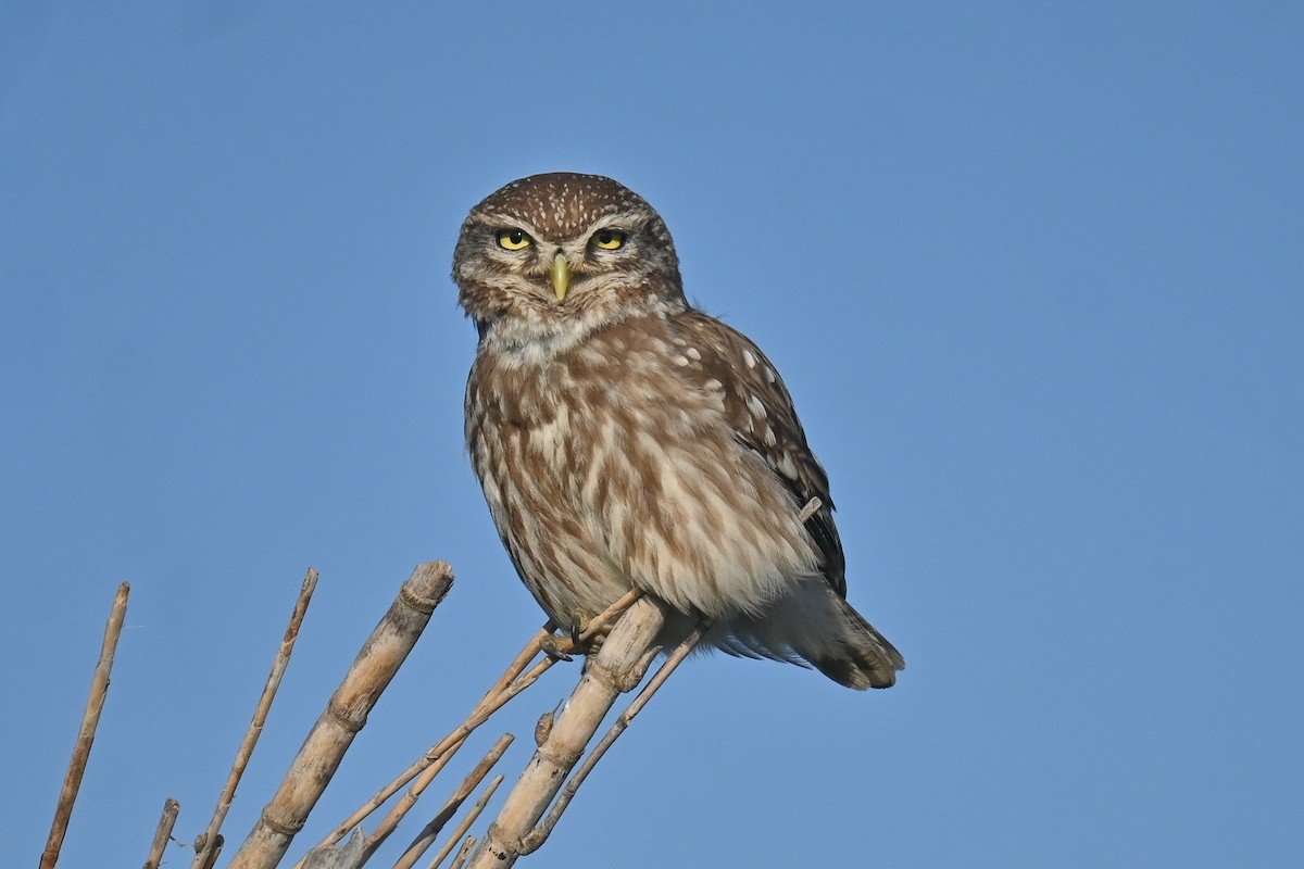 Little Owl - ML638947102