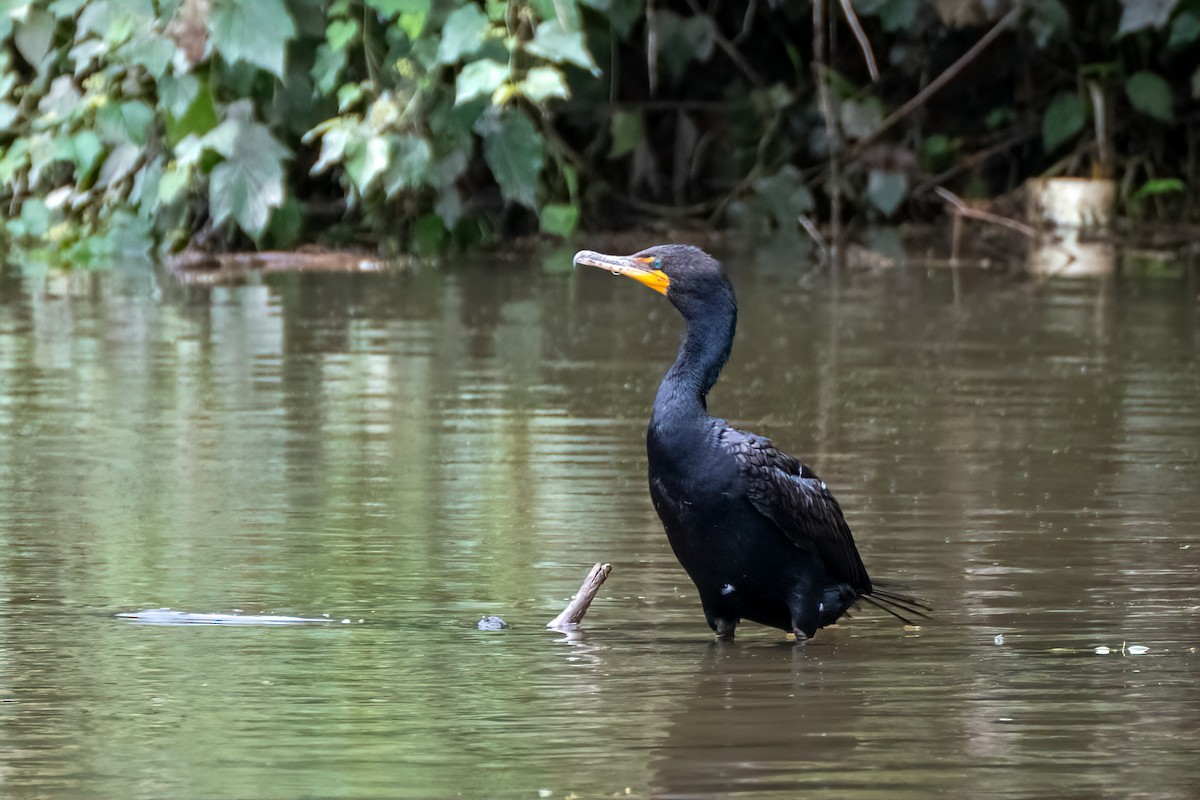 Cormorán Orejudo - ML638947109