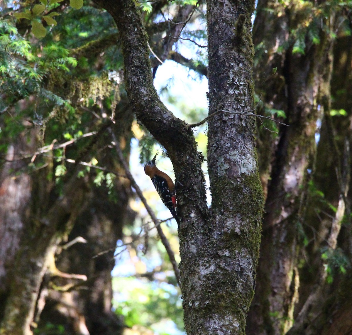Rufous-bellied Woodpecker - ML638947110
