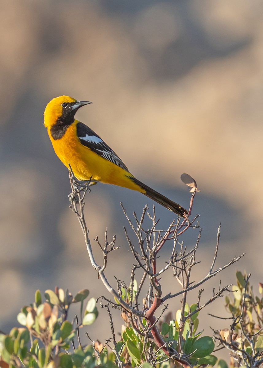 Hooded Oriole (nelsoni Group) - ML638947120