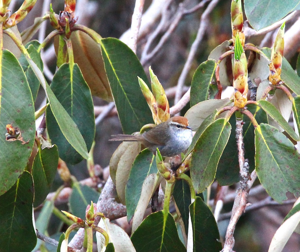 Gray-sided Bush Warbler - ML638947132