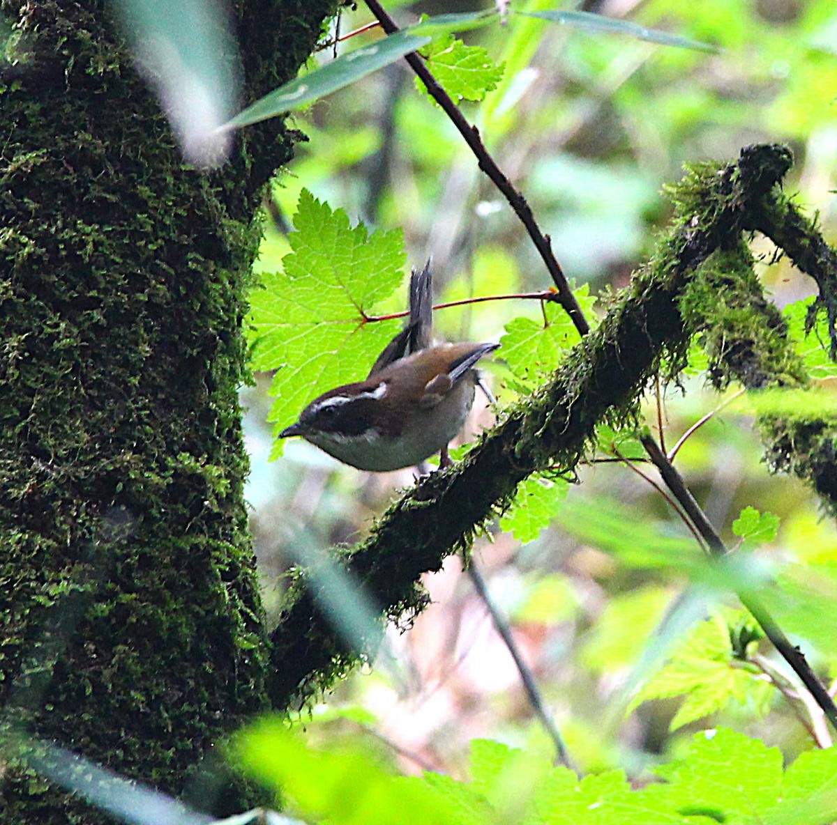 White-browed Fulvetta - ML638947143