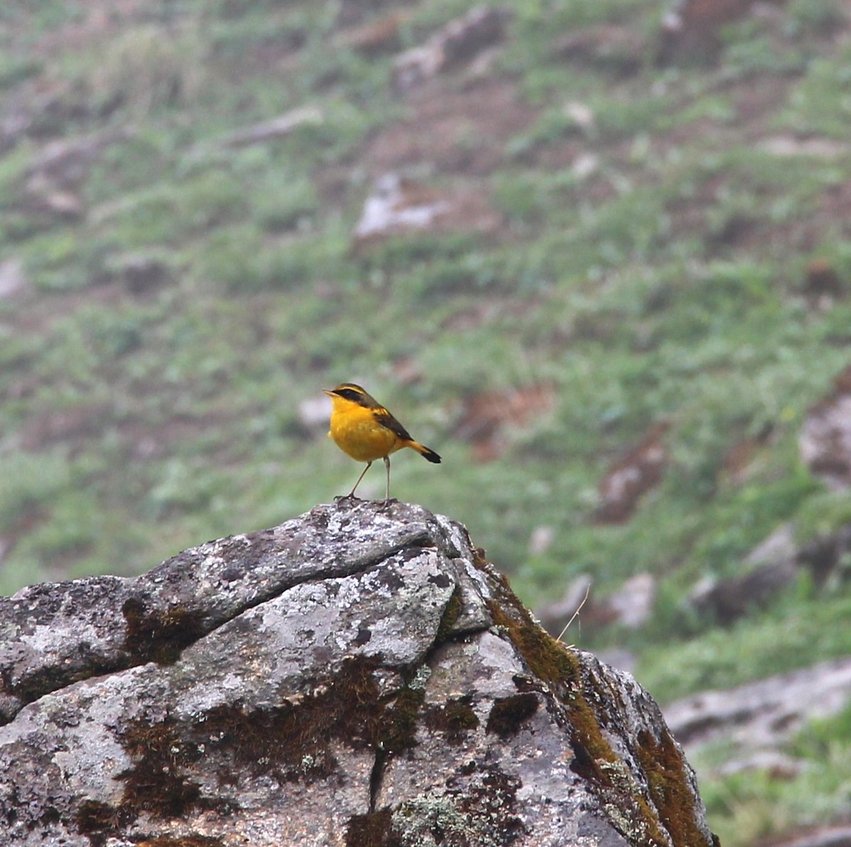 Golden Bush-Robin - ML638947173