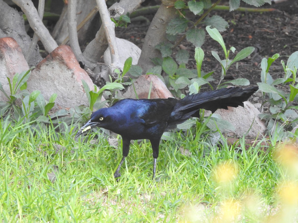 Great-tailed Grackle - ML638947225