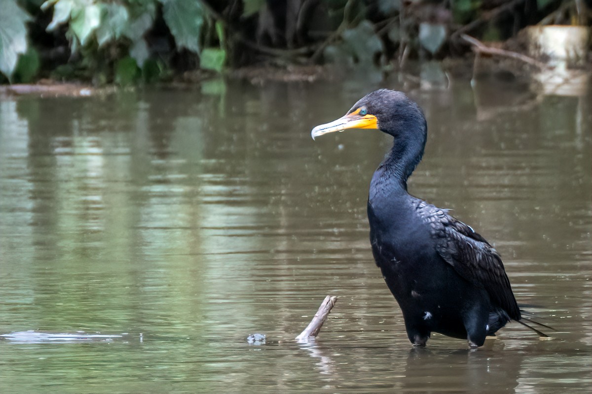 Cormorán Orejudo - ML638947228