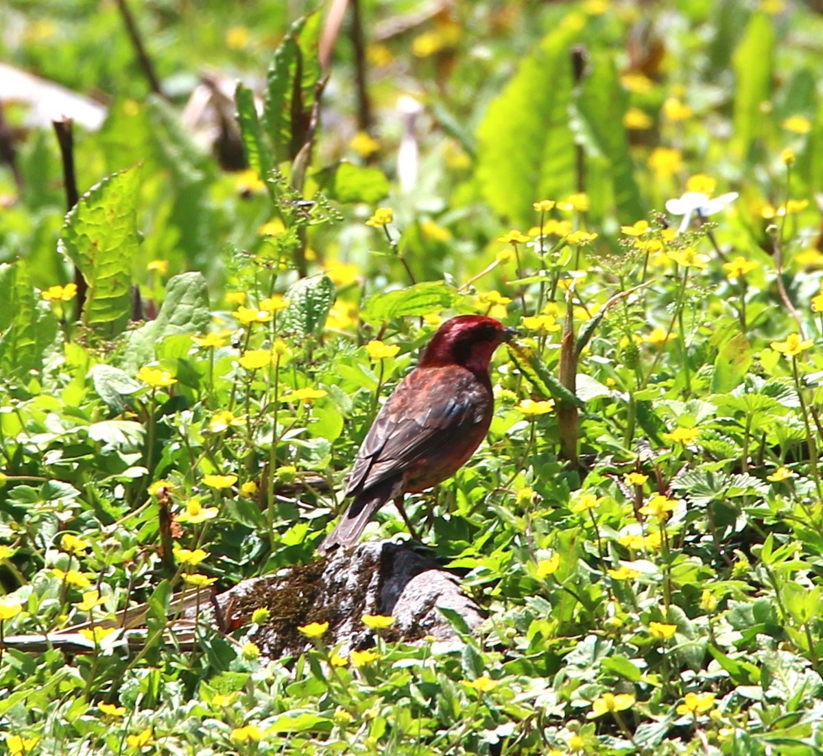 Dark-breasted Rosefinch - ML638947270