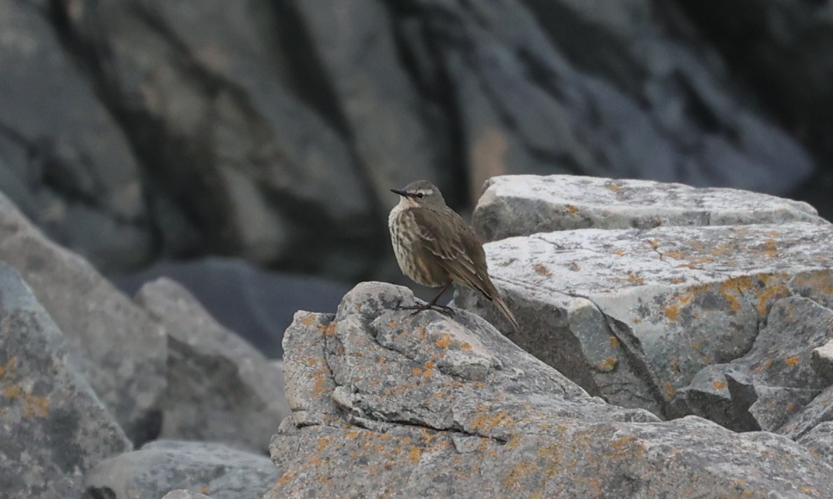 Rock Pipit - ML638947302