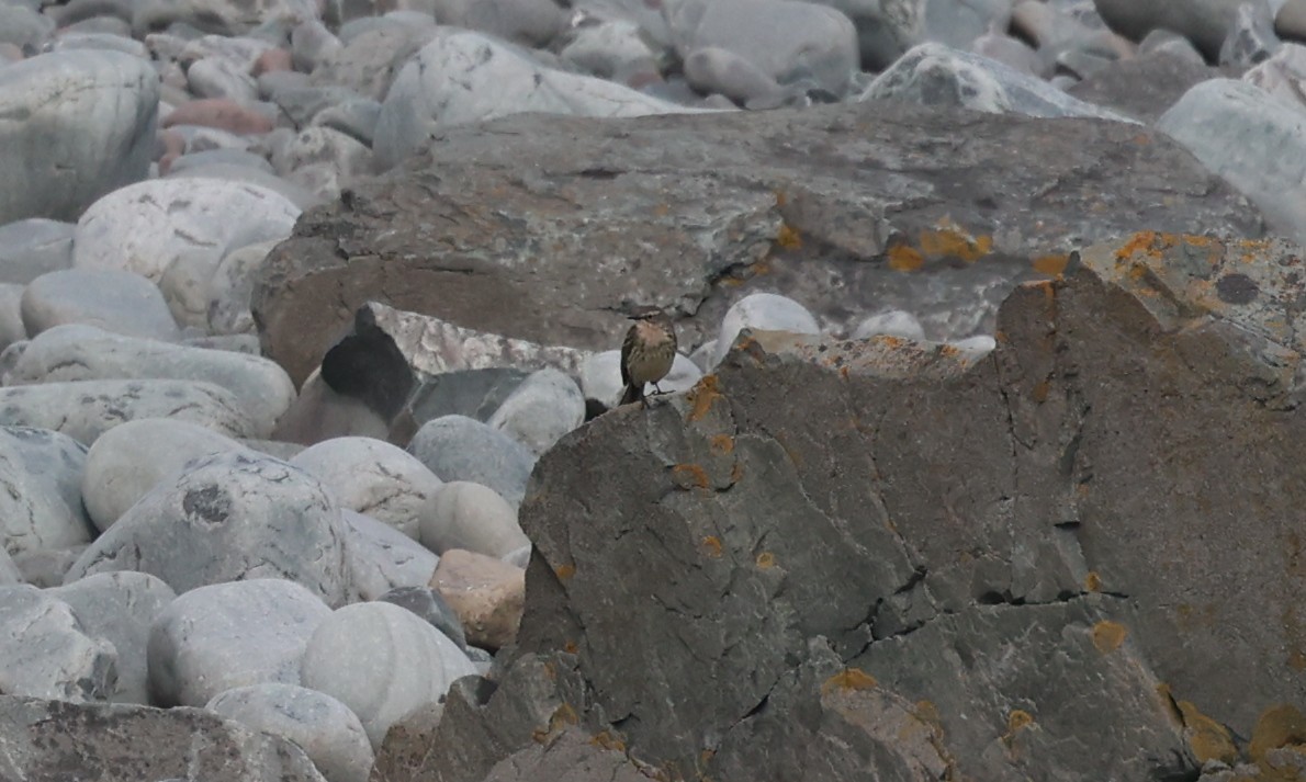 Rock Pipit - ML638947303