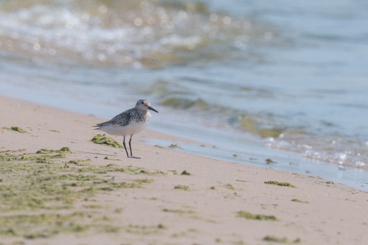 Sanderling - ML638947308