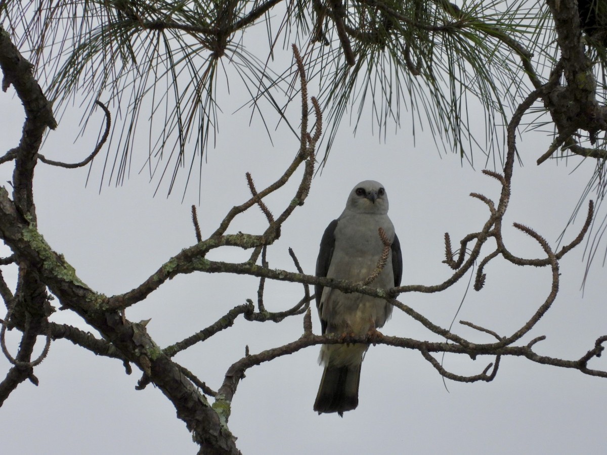 Mississippi Kite - ML638947355