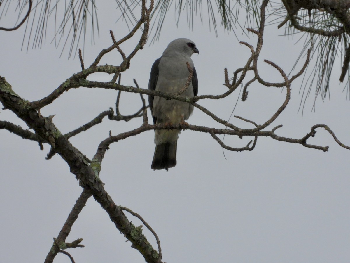 Mississippi Kite - ML638947356
