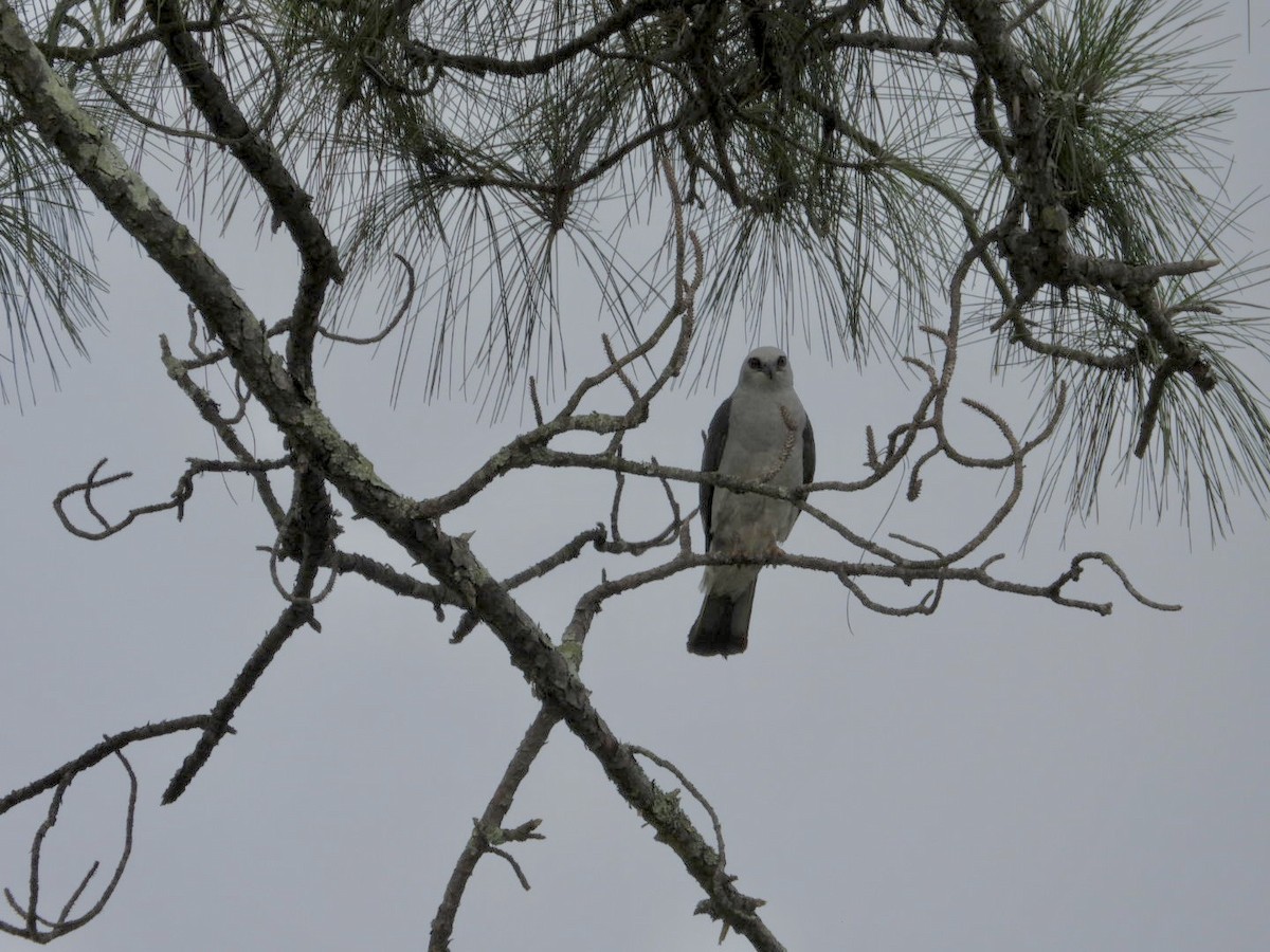 Mississippi Kite - ML638947357