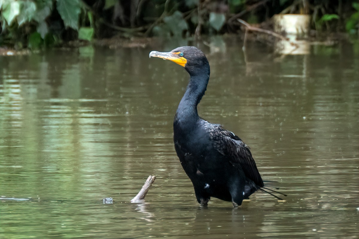 Cormorán Orejudo - ML638947358