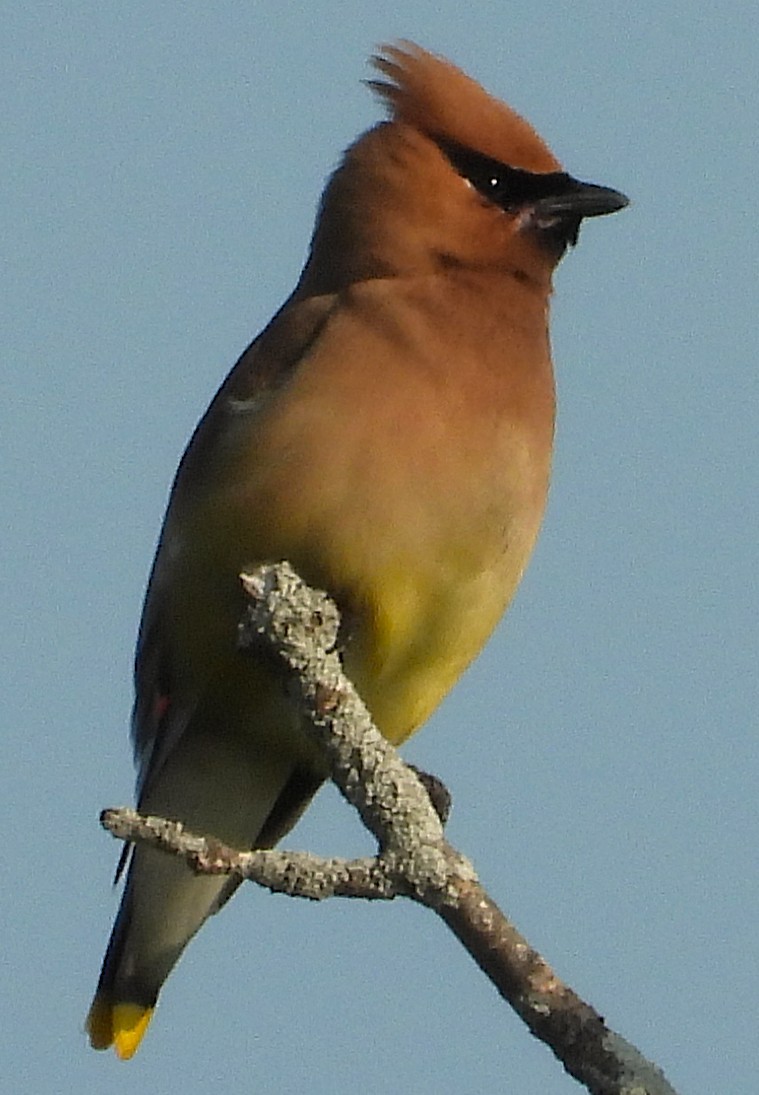 Cedar Waxwing - ML638947381