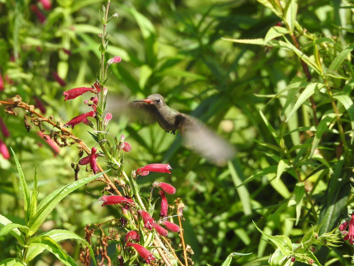 Dusky Hummingbird - ML638947399