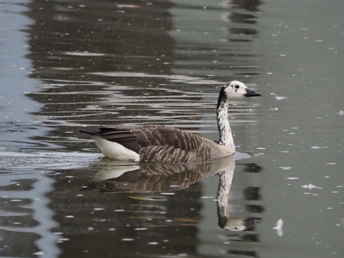 Canada Goose - ML638947436