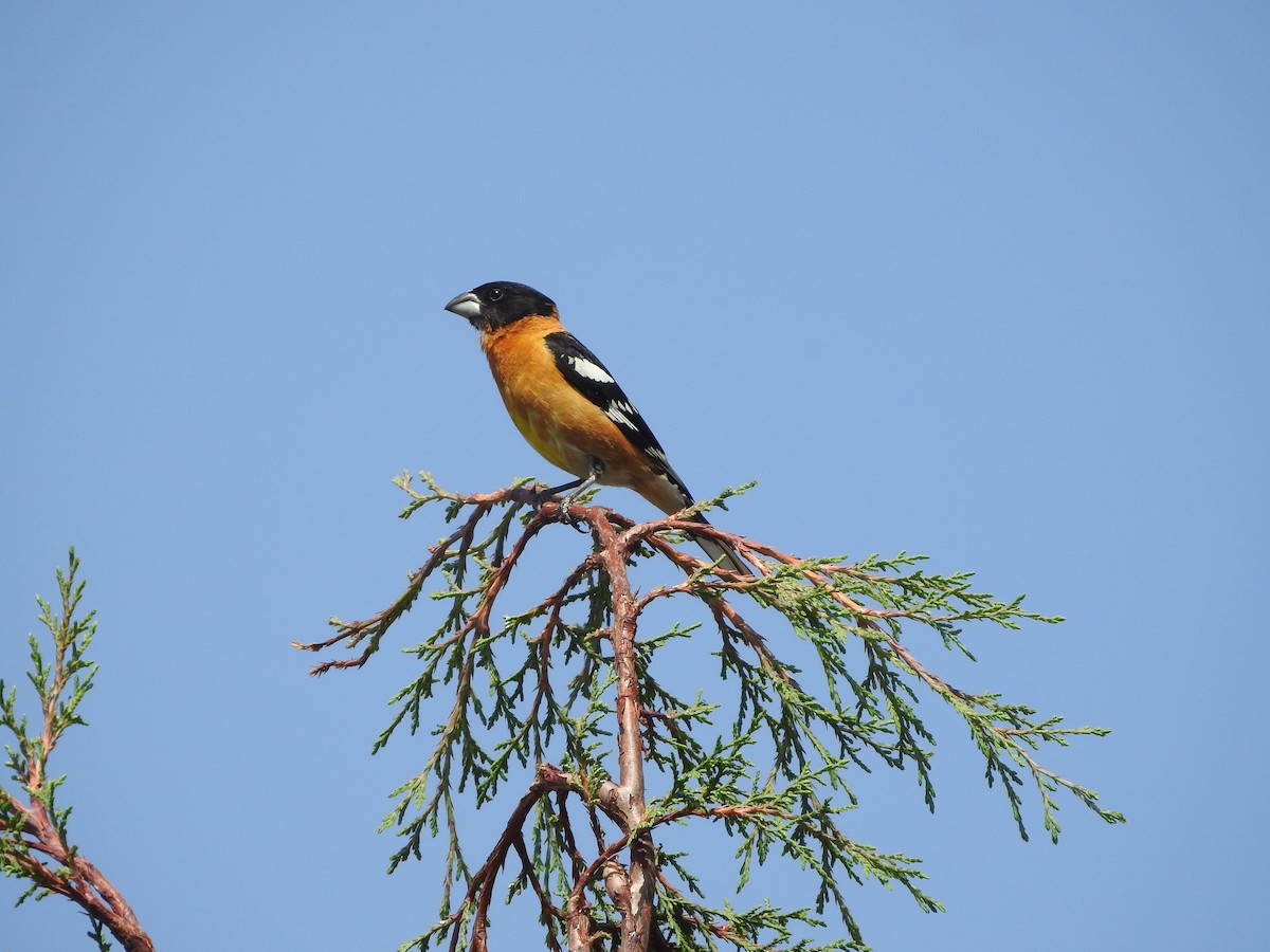 Black-headed Grosbeak - ML638947454