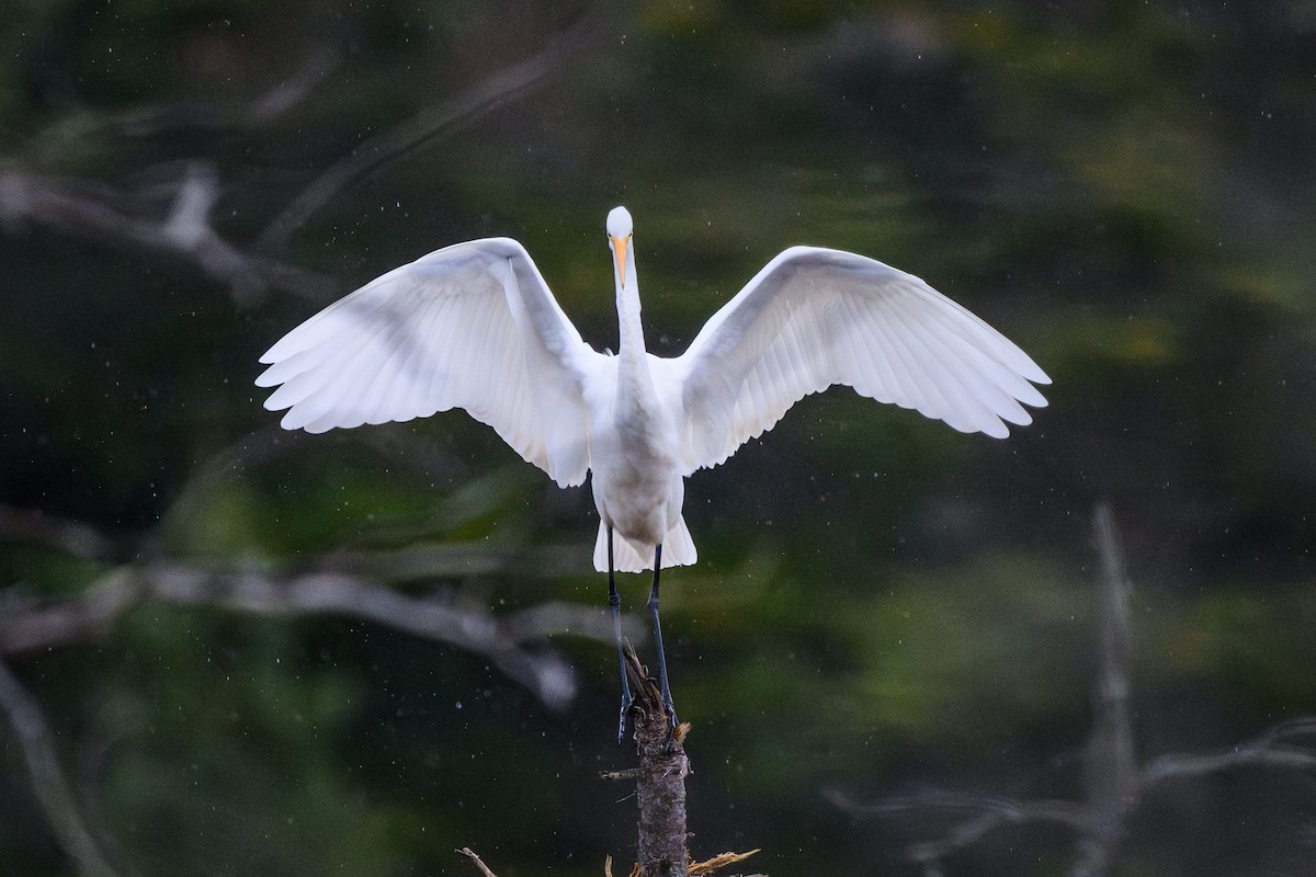 Great Egret - ML638947465