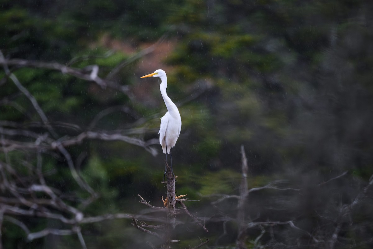 Great Egret - ML638947466