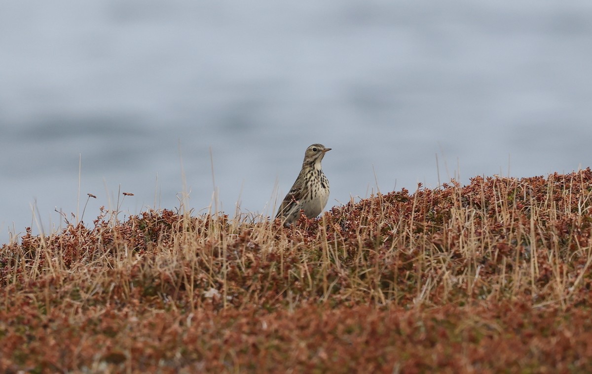 Meadow Pipit - ML638947470