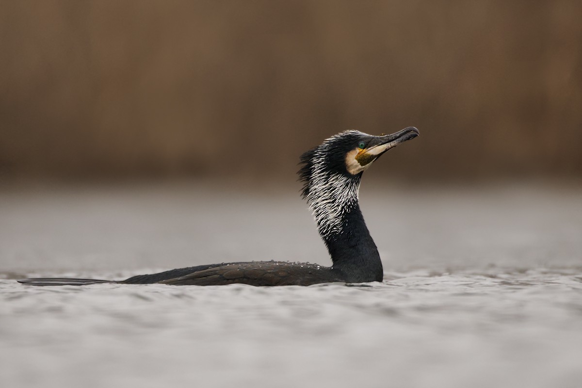 kormorán velký - ML638947490