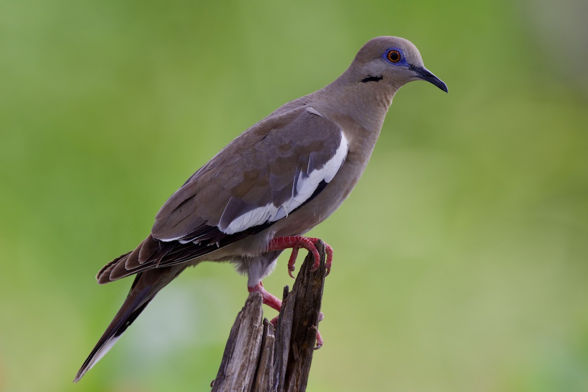 White-winged Dove - ML638947491